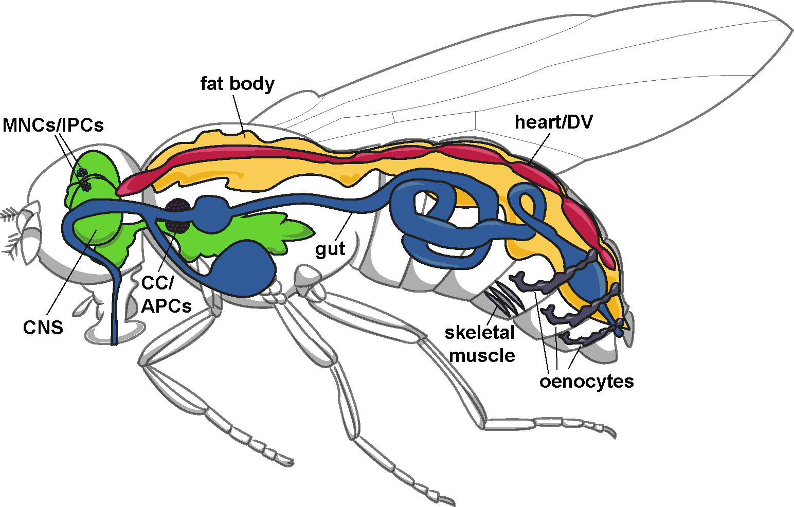 Нервная система паукообразных. Как дышат пауки. Structure of insects. Нервная система дрозофилы схема. The structure of the insect Heart.